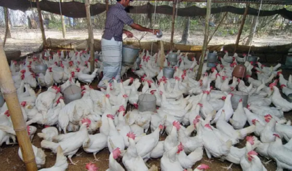 রোজ পাতে ব্রয়লার মুরগি? অজান্তেই নিজের শরীরে বিষ ঢোকানো বন্ধ করুন আজই!