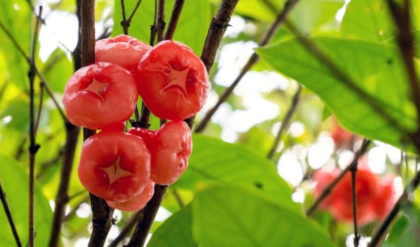 ডায়াবেটিস থেকে লিভারের সমস্যা— গরমে জামরুল কেন ম্যাজিকের মতো কাজ করে জানেন? ডায়াবেটিস থেকে লিভারের সমস্যা— গরমে জামরুল কেন ম্যাজিকের মতো কাজ করে জানেন?