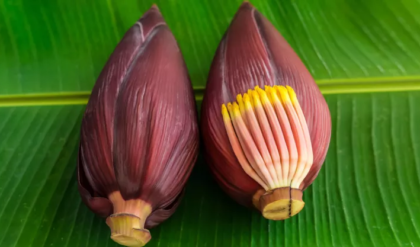 কলার মোচা কি স্রেফ শখের খাবার? এর ওষধি গুণ জানলে কালই বাজারে ছুটবেন!