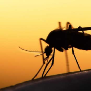 জানালার এই সামান্য বদলে মশা পালাবে ঘর ছেড়ে; জেনে নিন কোন সেই দুই জাদুকরী গাছ