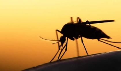 জানালার এই সামান্য বদলে মশা পালাবে ঘর ছেড়ে; জেনে নিন কোন সেই দুই জাদুকরী গাছ