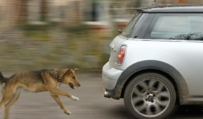 চলন্ত গাড়ি দেখলেই কেন খেপে ওঠে রাস্তার কুকুর? এর পেছনে লুকিয়ে আছে এক অবাক করা বৈজ্ঞানিক কারণ!