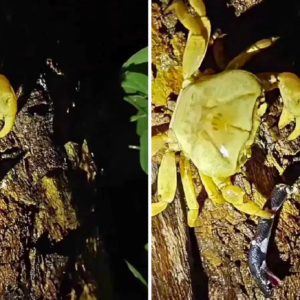 সাপকে শসার মতো চিবিয়ে খাচ্ছে কাঁকড়া! প্রকৃতির অদ্ভুত লড়াইয়ের এই ভিডিও দেখে শিহরিত নেটদুনিয়া