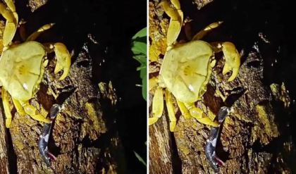 সাপকে শসার মতো চিবিয়ে খাচ্ছে কাঁকড়া! প্রকৃতির অদ্ভুত লড়াইয়ের এই ভিডিও দেখে শিহরিত নেটদুনিয়া