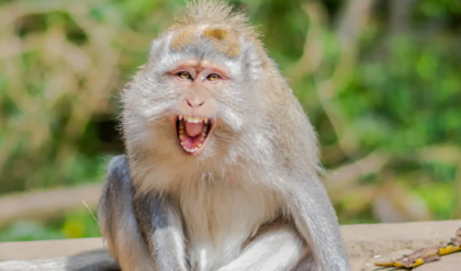 গাজিয়াবাদে হাড়হিম করা ঘটনা! বাঁদরের কামড়ের ৬ মাস পর যুবকের শরীরে ভয়াবহ পরিবর্তন, আচরণ দেখে স্তম্ভিত চিকিৎসকরা