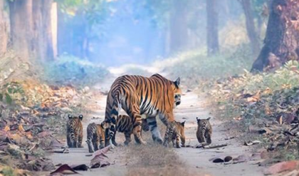 অভুক্ত পেটে মৃত্যু! কানহার বিখ্যাত বাঘিনী ও তার ৪ সন্তানের করুণ পরিণতিতে স্তব্ধ বন্যপ্রাণী প্রেমীরা
