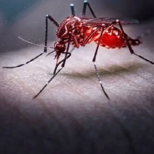 অন্ধকারেও নিখুঁত নিশানা! লাইট বন্ধ থাকলেও মশা কীভাবে আপনাকে খুঁজে পায়? জানলে চমকে যাবেন! অন্ধকারেও নিখুঁত নিশানা! লাইট বন্ধ থাকলেও মশা কীভাবে আপনাকে খুঁজে পায়? জানলে চমকে যাবেন!