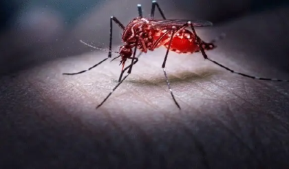 অন্ধকারেও নিখুঁত নিশানা! লাইট বন্ধ থাকলেও মশা কীভাবে আপনাকে খুঁজে পায়? জানলে চমকে যাবেন!