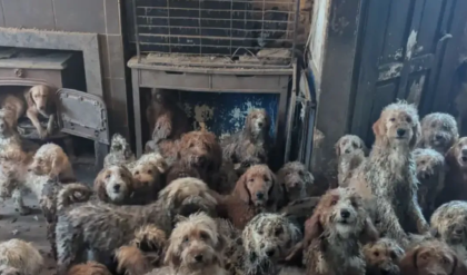 AI নয়, চরম বাস্তব! একটি ঘর থেকেই উদ্ধার ২৫০ কুকুর, শিউরে ওঠা ছবি দেখে স্তম্ভিত দুনিয়া