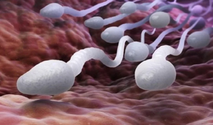 বিপদঘণ্টি! দ্রুত কমছে পুরুষের শুক্রাণু, তবে কি বিলুপ্তির পথে মানবজাতি?