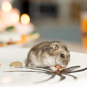 ঘরের ইঁদুর নিয়ে নাজেহাল? বিষ ছাড়াই তাড়ানোর এই ম্যাজিক টোটকা জানলে চমকে যাবেন!