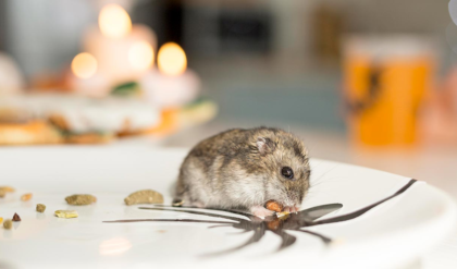 ঘরের ইঁদুর নিয়ে নাজেহাল? বিষ ছাড়াই তাড়ানোর এই ম্যাজিক টোটকা জানলে চমকে যাবেন!