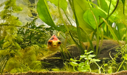 নামমাত্র খরচে আপনার ফিশ ট্যাঙ্ক দিন রাজকীয় লুক! জানুন ডেকোরেশনের গোপন টিপস