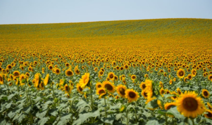 তীব্র লু আর প্যাচপ্যাচে গরম, আগামী ৭ দিন কি তবে বৃষ্টিহীন দক্ষিণবঙ্গ? জেনে নিন আবহাওয়ার বড় আপডেট