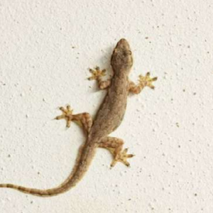 . ঘরে টিকটিকির রাজত্ব? এই ৩টি ঘরোয়া টোটকা ব্যবহার করলেই ছোঁ মেরে পালাবে বিষাক্ত এই প্রাণী!