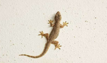 . ঘরে টিকটিকির রাজত্ব? এই ৩টি ঘরোয়া টোটকা ব্যবহার করলেই ছোঁ মেরে পালাবে বিষাক্ত এই প্রাণী!