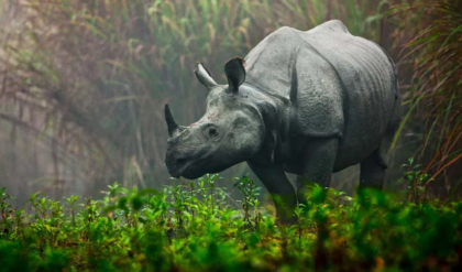শিলিগুড়িতে শোকের ছায়া! শেষ নিঃশ্বাস ত্যাগ করল বেঙ্গল সাফারির একমাত্র গণ্ডার ‘ভীম’