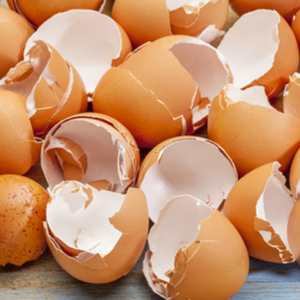 ডিমের খোসা কি ফেলে দিচ্ছেন? এর অবিশ্বাস্য এই ৫টি ব্যবহার জানলে আপনিও আজ থেকে জমানো শুরু করবেন!