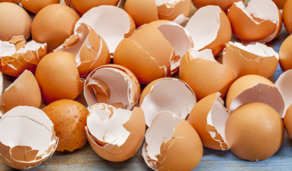 ডিমের খোসা কি ফেলে দিচ্ছেন? এর অবিশ্বাস্য এই ৫টি ব্যবহার জানলে আপনিও আজ থেকে জমানো শুরু করবেন!