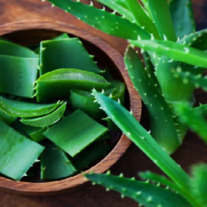 ত্বক থেকে চুল—অ্যালোভেরার জাদুকরী ছোঁয়ায় বদলে যাবে আপনার রূপ! জেনে নিন ৭টি গোপন রহস্য