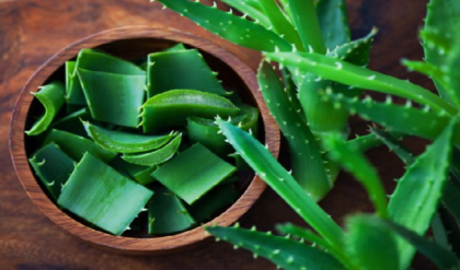 ত্বক থেকে চুল—অ্যালোভেরার জাদুকরী ছোঁয়ায় বদলে যাবে আপনার রূপ! জেনে নিন ৭টি গোপন রহস্য