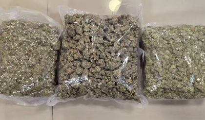 বিলাসবহুল ড্রাগসের ‘কুরিয়ার’ এবার ধরা পড়ল লখনউতে! ১৪৫ মিলিয়নের হাইড্রোপনিক গাঁজা সহ গ্রেফতার পাচারকারী