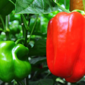 ভোলার মাটিতে রঙিন সাফল্য! তিনগুণ বেড়েছে ক্যাপসিকামের ফলন, রপ্তানির স্বপ্ন দেখছেন চাষিরা