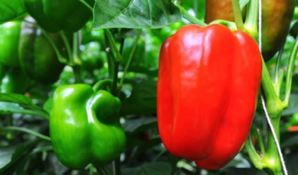 ভোলার মাটিতে রঙিন সাফল্য! তিনগুণ বেড়েছে ক্যাপসিকামের ফলন, রপ্তানির স্বপ্ন দেখছেন চাষিরা