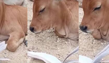 পড়তে বসলেই ঘুম আসে? এই বাছুরের কাণ্ড দেখলে নিজের কথা মনে পড়বেই!