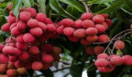 “গাছে গাছে লাল টুকটুকে মেগা ফলন!” আম-লিচুর মহাযুদ্ধে এবার চরম বাজিমাৎ, খুশিতে আত্মহারা চাষিরা