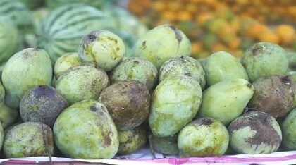 হুগলির আমের স্বাদে ‘বিষ’ ঢালছে পোকা! বাজার তুঙ্গে থাকলেও মাথায় হাত চাষিদের, রফতানিতে বড় ধাক্কা?