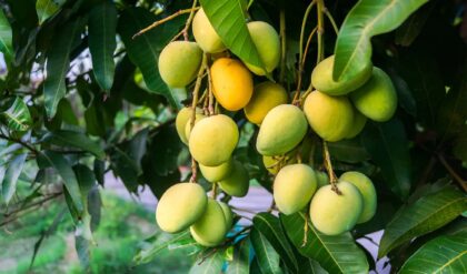 দুপুরে পাতের কোণায় একফালি কাঁচা আম? অমৃত নাকি বিষ? জেনে নিন শরীরের আসল হাল!