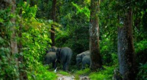বর্ষায় কেন বিপজ্জনক সুন্দরী চিলাপাতা? তোর্সার পাড়ে একশৃঙ্গ গন্ডার আর লেপার্ডের ডেরা, রইল এ টু জেড গাইড।