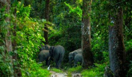 বর্ষায় কেন বিপজ্জনক সুন্দরী চিলাপাতা? তোর্সার পাড়ে একশৃঙ্গ গন্ডার আর লেপার্ডের ডেরা, রইল এ টু জেড গাইড।