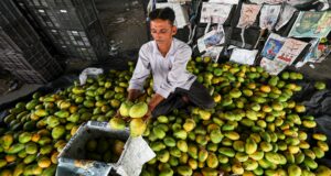 জাপানে আম রফতানি নিয়ে চূড়ান্ত অস্বস্তিতে ভারত, বড় ধাক্কা খেলেন রফতানিকারীরা