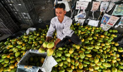 জাপানে আম রফতানি নিয়ে চূড়ান্ত অস্বস্তিতে ভারত, বড় ধাক্কা খেলেন রফতানিকারীরা