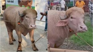 ‘ডোনাল্ড ট্রাম্পের কুরবানি’ আটকাল বাংলাদেশ,কেন বাঁচানো হলো ‘ট্রাম্প’ রূপী মোষকে?