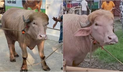 ‘ডোনাল্ড ট্রাম্পের কুরবানি’ আটকাল বাংলাদেশ,কেন বাঁচানো হলো ‘ট্রাম্প’ রূপী মোষকে? ‘ডোনাল্ড ট্রাম্পের কুরবানি’ আটকাল বাংলাদেশ,কেন বাঁচানো হলো ‘ট্রাম্প’ রূপী মোষকে?
