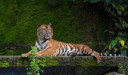 প্রকৃতির বিস্ময় অসমে! ‘সোনালি বাঘ’ থেকে ‘সাদা হরিণ’, বন্যপ্রাণীর নতুন ঠিকানায় মুগ্ধ পর্যটকরা প্রকৃতির বিস্ময় অসমে! ‘সোনালি বাঘ’ থেকে ‘সাদা হরিণ’, বন্যপ্রাণীর নতুন ঠিকানায় মুগ্ধ পর্যটকরা
