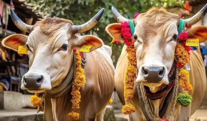 বন্ধ্যত্ব ঘুচবে গবাদি পশুর, উপচে পড়া ভিড় বাবা লালচানের দরবারে! বিহারের এই মন্দিরের মহিমা জানলে চমকে যাবেন