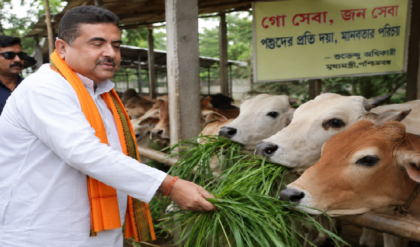 রাজনীতির বাইরে ভক্তির আবহে শুভেন্দু, ৪৫০ গরুর জন্য এলাহি ভোজ, তুঙ্গে রাজনৈতিক জল্পনা!