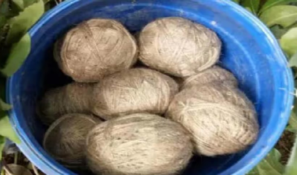 ভাটপাড়ায় প্লাস্টিক ব্যাগে ঠাসা ৩০টি ‘তাজা মৃত্যু’! সাতসকালে বিবেকপল্লিতে হুলস্থূল; কার টার্গেটে ছিল এলাকা?