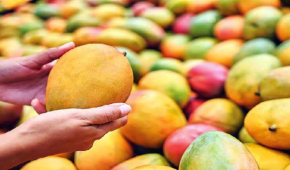 মরুভূমিতে ফলল সোনা! অনাবাদী জমিতে আমের বাগান করে বছরে লাখ লাখ টাকা আয় করছেন এই কৃষক