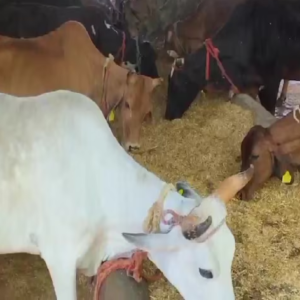 দুগ্ধ খামার ও জৈব সার থেকে লাখ টাকার আয়? রইল সম্পূর্ণ খতিয়ান