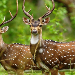 মাতাল হরিণের তাণ্ডব! বনের ফল খেয়েই নেশায় চুর বন্যপ্রাণী, পুলিশের জরুরি সতর্কতা জারি