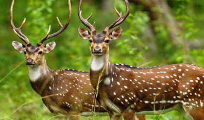 মাতাল হরিণের তাণ্ডব! বনের ফল খেয়েই নেশায় চুর বন্যপ্রাণী, পুলিশের জরুরি সতর্কতা জারি