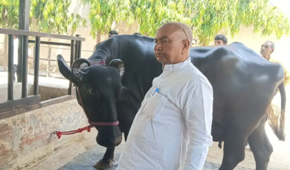 ৫০ লক্ষ টাকা দামেও বিক্রি করতে নারাজ! উত্তর প্রদেশের সেরা মহিষ ‘গার্গী’র অবিশ্বাস্য কাহিনি