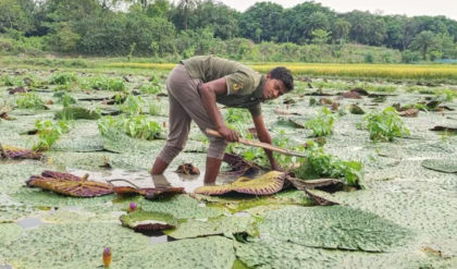 টোটো ছেড়ে জলাজমিতে ‘সোনা’ ফলাচ্ছেন মালদহের যুবক! বিঘা প্রতি ২০ হাজার লাভে ভাগ্যবদল প্রসেনজিতের