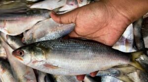 বিশেষ: বড় নাকি মাঝারি সাইজের, জেনেনিন স্বাদে সেরা কোন ইলিশ মাছ?