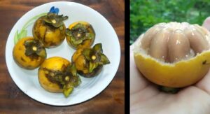 “হজম থেকে রক্তচাপ নিয়ন্ত্রণ”-দেশি গাব ফলের গুণ জানলে অবাক হবেন আপনিও!